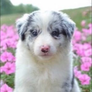 Meet your Posher, Maz